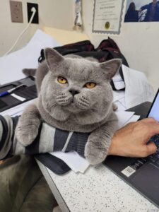 Grand Champion ZEUS British Blue Cat lying on a person's arm